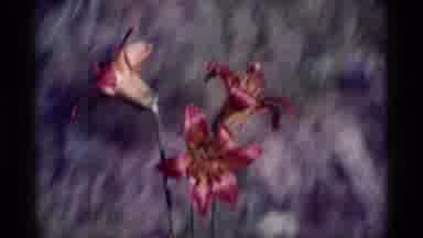 MINARET WILDERNESS CALIFORNIA USA .M-1975: Pink And Yellow Flowers Swaying