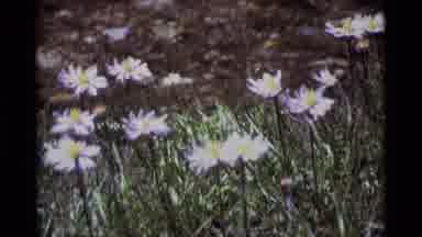 MINARET WILDERNESS CALIFORNIA USA .M-1975: A View Of Pretty And Unique Flowers
