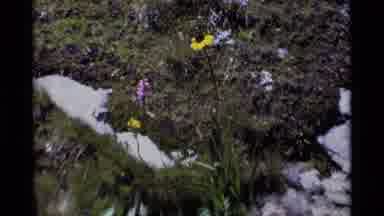 MINARET WILDERNESS CALIFORNIA USA .M-1975: Lovely Black-Eyed Susan And Other