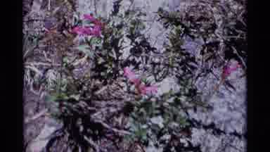 MINARET WILDERNESS CALIFORNIA USA .M-1975: The Color Full Flowers In The Forest