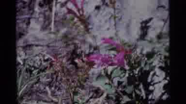 MINARET WILDERNESS CALIFORNIA USA .M-1975: Flower Weed Growth