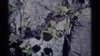 MINARET WILDERNESS CALIFORNIA USA .M-1975: Blooming White Flower And Ivy On A