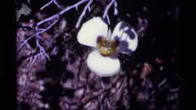 MINARET WILDERNESS CALIFORNIA USA .M-1975: White Flowers Bowing The Wind