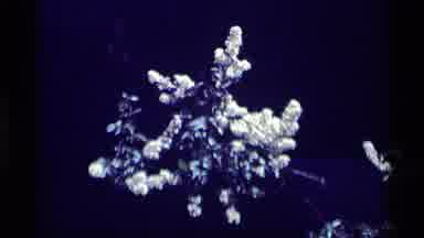MINARET WILDERNESS CALIFORNIA USA .M-1975: Green Grass And Flowers Moving Video
