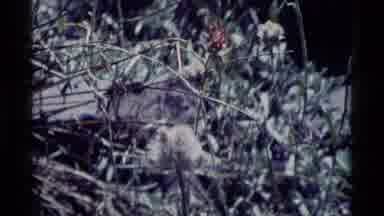 Minaret Wilderness California USA .M-1975: Dandelion Seeds Ready To Disperse In Wild Grasses