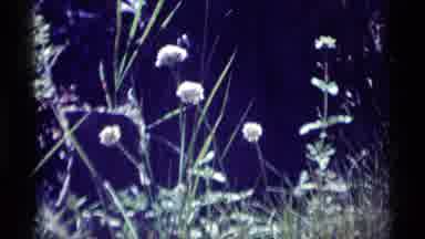 MINARET WILDERNESS CALIFORNIA USA .M-1975: Dandelion And Other Flowers Blowing