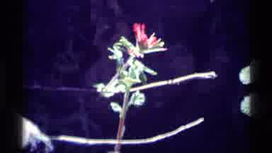 MINARET WILDERNESS CALIFORNIA USA .M-1975: A Video Of Someone Zooming In On Some