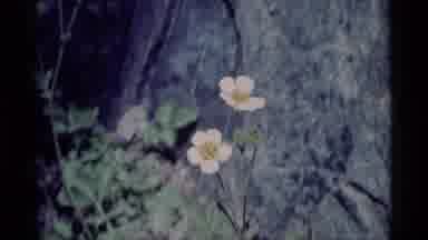 MINARET WILDERNESS CALIFORNIA USA .M-1975: Old Time Footage Of Some Boring Ass