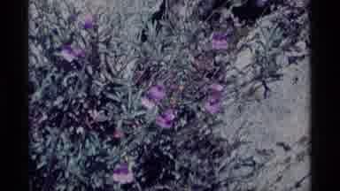 MINARET WILDERNESS CALIFORNIA USA .M-1975: A Garden With A Bush Zoom In On