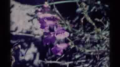 MINARET WILDERNESS CALIFORNIA USA .M-1975: Closeup Of Purple Wildflowers Growing