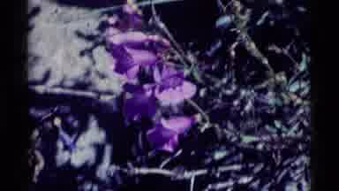 MINARET WILDERNESS CALIFORNIA USA .M-1975: You Can See A Purple Flower And A