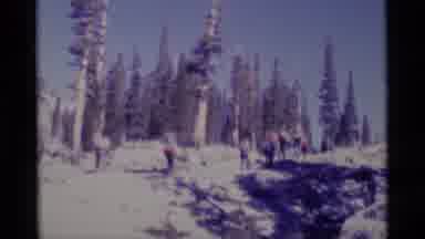 MINARET WILDERNESS CALIFORNIA USA .M-1975: Hikers Backpacking Up Wooded And