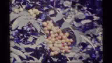 Alaska USA (1977): Scenic Mountain Overlooking Lake From The View Of A Bush Of