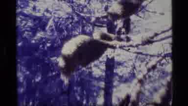 Alaska USA (1977): Sign On A Tree Then People With Backpacks Working In The Forest