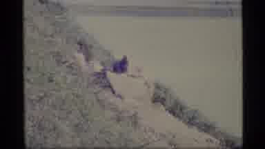 Alaska USA (1977): Furry Creature On Steep Hillside By Clear And Calm Water Way
