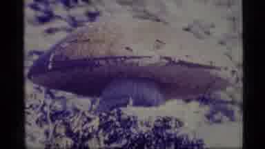 Alaska USA (1977): A View Of The Forest In The Summer And The Winter