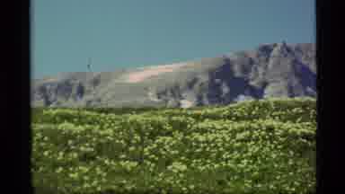Alaska USA (1977): Panoramic View Of Mountains And Yellow Flowers In The Distance