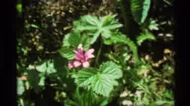 Alaska USA (1977): Nature And Flowers In The Sunlight Bright And Colorful Vines