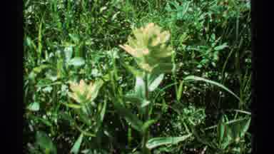 Alaska USA (1977): 2 Green Flowers Move In The Wind In The Grass Then Image