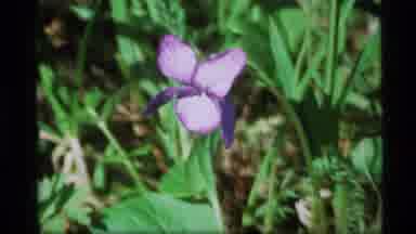 Alaska USA (1977): A Study Of Pretty Purple Flowers And Green Plants In The Spring
