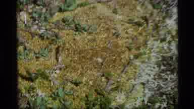 Alaska USA (1977): Beautiful And Radiant Flowers In The Mountains With A
