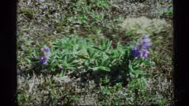 Alaska USA (1977): Lot Of Different Colored Flowers Are Bloomed On Plants On The
