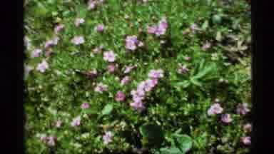 Alaska USA (1977): Blooming Purple Flowers In A Green Field On A Bright Sunny Day