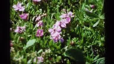 Alaska USA (1977): A View Of Pretty And Unique Flowers Growing In The Forest
