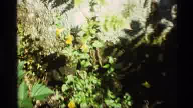 Alaska USA (1977): Yellow Flowers In A Yard With Green Foliage Around It