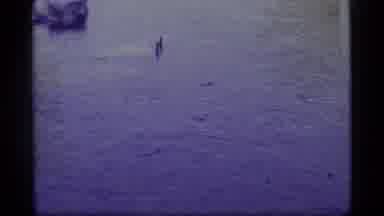 Alaska USA (1977): Alligator Thrashing Around In The Water Causing Swirling Of The