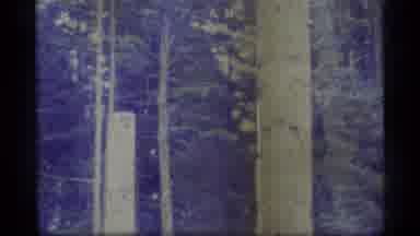 Alaska USA (1977): Large Totem Poles With Animistic Faces In Sun On Grass Beside
