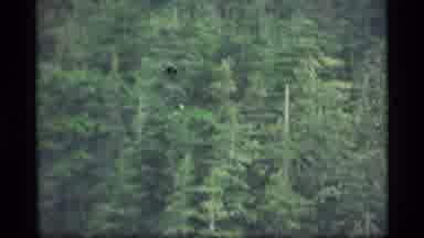 Alaska USA (1977): Forest Of Trees
