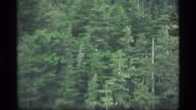 Alaska USA (1977): People On Boat Ride Spot Bird High Up In The Trees On An Island