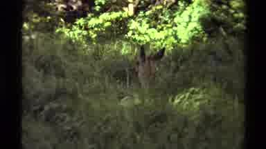 Canada (1979): Alerted Deer In Woods