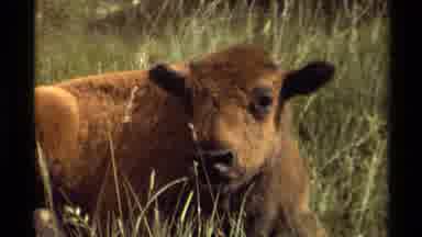 Canada (1979): Rams And Cows Resting In The Pasture