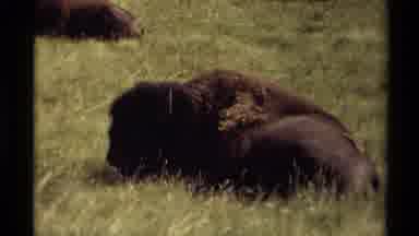 Canada (1979): A Group Of Lions Living Eating Enjoying Their Habitat