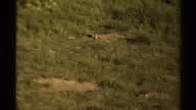 Canada (1979): Onlooker Catches Animals Interacting Roaming And Peacefully Resting