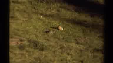 Canada (1979): Two Jubilant Hares And A Mountain