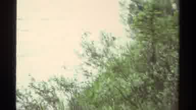 Canada (1979): A View Of A Seal Running In The Water