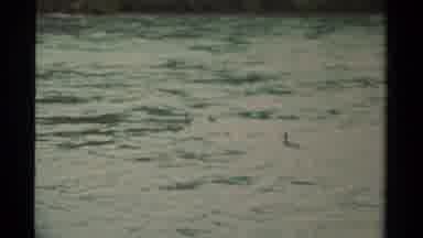 Canada (1979): A View Of Ducks Swimming In The Ocean