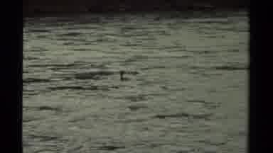 Canada (1979): A View Of Many Ducks Swimming In The Ocean