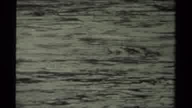 CANADA-1979: Single Shot Of Large Duck With Ducklings Swimming Across Body Of Water