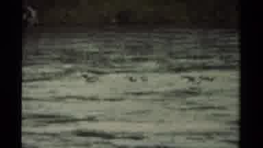 Canada (1979): Baby Ducks In A Strong Current Get Swim Lesson From Their Mama Duck