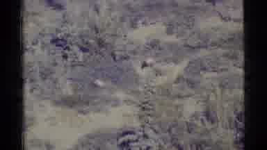 Alaska USA-1977: Grainy Footage Of A Bear In Its Natural Habitat