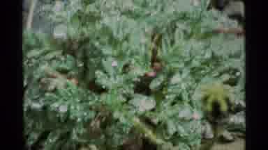 Alaska USA (1977): Little Green Plant