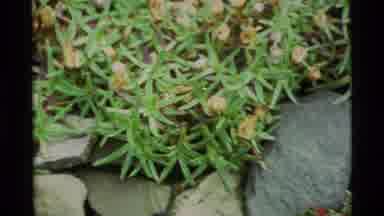Alaska USA (1977): Close Up Of Nature Earth Grass And Stone Variety In Wild