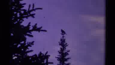 Canada (1979): Bird On Top Of Tree
