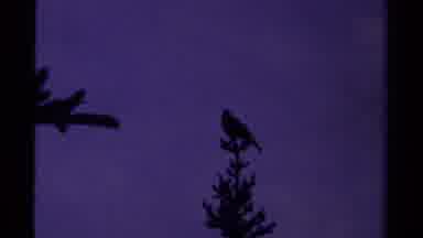 Canada (1979): The Beginning Scene Of The Twilight Movie And Series Too