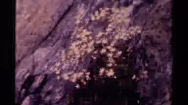 Canada (1979): The Bush Is Growing Through The Tree's Bark And Is Fluttering In
