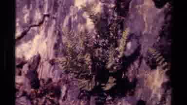 Canada (1979): Nature Finds A Way As Fern Grows Inside Of A Rock